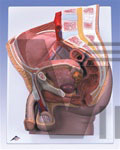 Male Pelvis Model, 2-Part